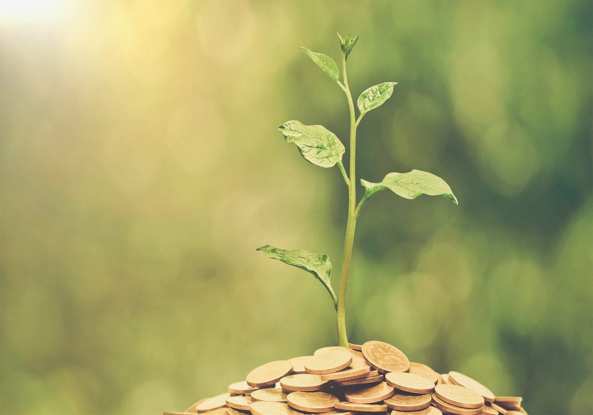 Pflanze wächst aus Münzen Pflanze wächst aus Münzen